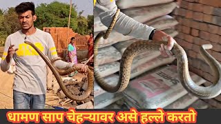पहा कसा रेस्क्यू केला 9 फुटी रागीट धामण... A big and aggressive Ratsnake rescued