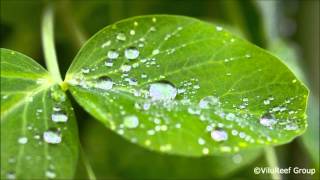 Rain 8 hours / Music to help Study, Work, Sleep