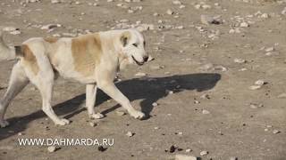 Бой аборигенных САО Таджикистана - саги дахмарда. Гиссарские овцы 2013 год
