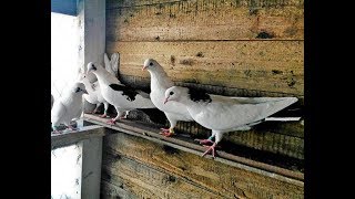 Настоящие Бакинские голуби 2018
