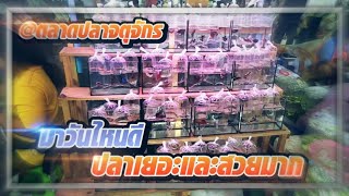 ตลาดปลาจตุจักร ปลากัด เยอะมาก | NewStart