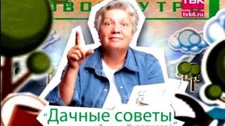 Дачные советы "Советы тети Тани" - Удобрения для помидоров