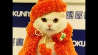 Гламурная одежда для кошек. Кошки модницы в кошачьей одежде