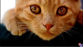 КОШКА ЗАПЛАКАЛА, когда хозяева вернулись — она четыре дня сидела одна дома