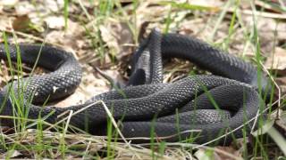 Спаривание обыкновенных гадюк (Vipera berus)
