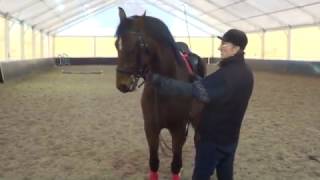 Конный спорт обучение. Уступка шенкелю в руках. Выездка на мундштуке.