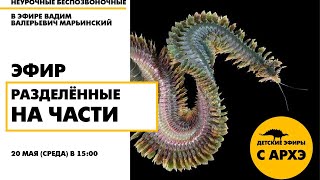 Детский эфир «Разделенные на части» в рамках рубрики «Неурочные беспозвоночные» с Вадимом Марьинским
