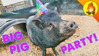 BIG PIG PARTY!
