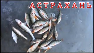 ОКУНЬ, БЕРШ и ГУСТЕРА: Зимняя рыбалка в Астрахани на мормышку.