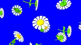 Ромашки. Цветы Ромашки. Детские Футажи Ромашки. Футажи на хромакее