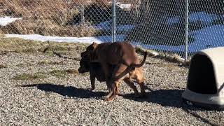 Breeding $20,000 tri color pit bulls (Hulk son)