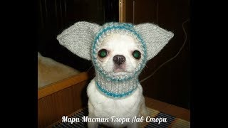 ЧИХУА - ДУСЯ К ЗИМЕ ГОТОВА ( МАРИ МИСТИК ) ШАПКИ , ШАПОЧКИ ДЛЯ ЧИХУА