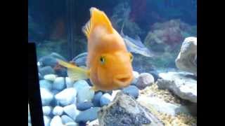 king kong blood parrots new monster fish tank