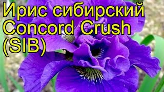 Ирис сибирский Конкорд Краш (СИБ). Краткий обзор, описание iris sibirica Concord Crush (SIB)