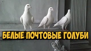 БЕЛЫЕ ПОЧТОВЫЕ ГОЛУБИ / PIGEONS / TAUBE