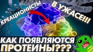 КАК ПОЯВЛЯЮТСЯ ПРОТЕИНЫ? Креационисты в ПАНИКЕ! | Биосинтез белка | Биохимия клетки