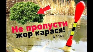 Как только весной в мае зацветёт этот куст бегом за карасём на пруд! Когда майский жор карася?