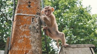 SURROUNDED by fighting monkeys