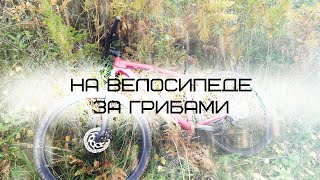 В ЛЕС ЗА ГРИБАМИ НА ВЕЛОСИПЕДЕ ОСЕНЬЮ 4К