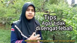Cara Menjinakkan Lebah Madu Liar, 4 Hal ini Bisa Dipraktekkan