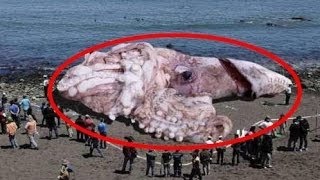 몸길이 11M. 수족관에서는 볼 수 없는 희귀어종 TOP6 비밀결사