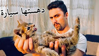انقذنا قطة من الموت ولكن .. !! | هيكل توينز