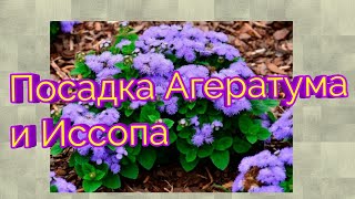 Посадка Агератума и Иссопа