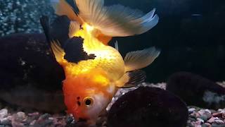 How to breed Goldfish at home