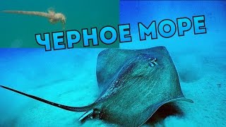 Дайвинг.Подводная съемка. Прибрежные обитатели Черного моря.Diving in the Black sea.