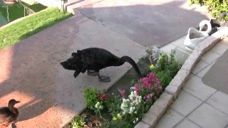 Лебедь-садовник. Удивительно умная птица!