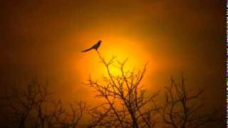 Insomnium - Equivalence (acoustic cover)