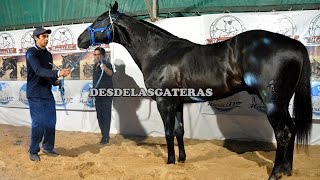 Remate Haras VZ  2016