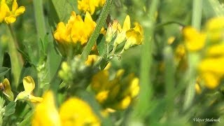 Хутор Чара. Видео зарисовка. Красивая природа, приятные окрестности,  музыка.