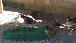 TEM AVES NOVA NO CANAL? MUDANÇAS E NOVOS CONTEÚDOS