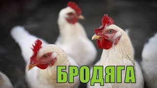КУРЯТНИК.куры НЕСУШКИ с птицефабрики по 1 рублю/взял на свою голову