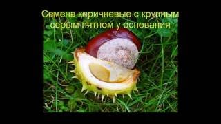 Каштан конский обыкновенный