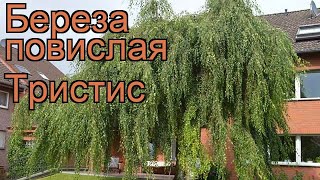 Береза повислая Тристис (betula pendula) ? Тристис обзор: как сажать, крупномеры березы Тристис