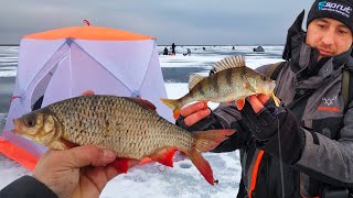 ЛОВЛЯ КРУПНОЙ КРАСНОПЁРКИ, ПЛОТВЫ И ОКУНЯ ЗИМОЙ. База "ГОРИЗОНТ". Kamfish