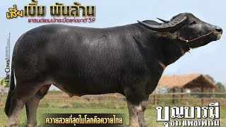 #ควายงาม สุดยอดควายงามเจ้าเบิ้มพันล้าน ควายที่จ่ายลูกสวยๆราคาหลักล้านบาท