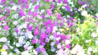 CUANDO VENGA LA PRIMAVERA-ÁLBUM MUSICAL DEL RECUERDO