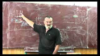 68 Кислородное дыхание цикл Кребса)