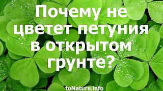 Почему не цветет петуния в открытом грунте?