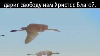 243 К свободе призваны