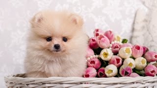 Померанский шпиц цена