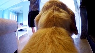 Super Cooper Sunday #25 - FIRST PERSON BARKBOX UNBOXING!