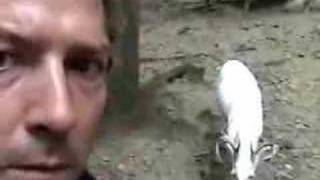 Gay Donkey