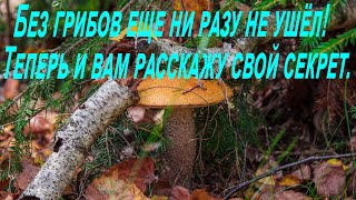 Грибы Ленинградской области. 2019. Здесь всегда можно поживиться свежими красными.