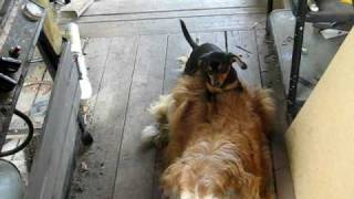 Our little puppy having some adult fun with our old dog