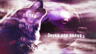 Звуки животных Вой волка для монтажа