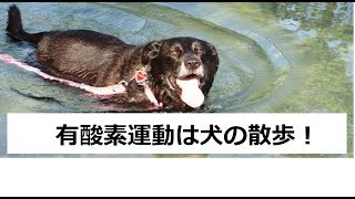 マッスル馬鹿のダイエット法その8　有酸素運動について